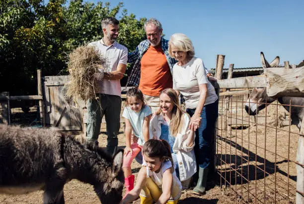 Photo of Family enjoying on their farm and feeding donkeys