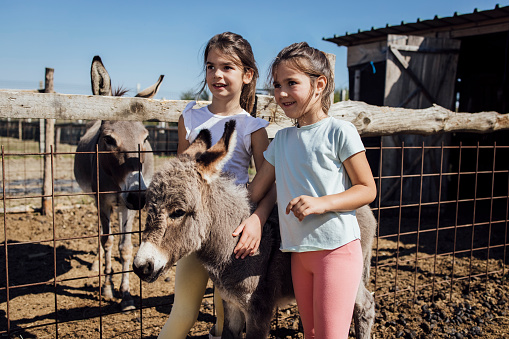 Two girls feeding donkeys and enjoying on the ranch.