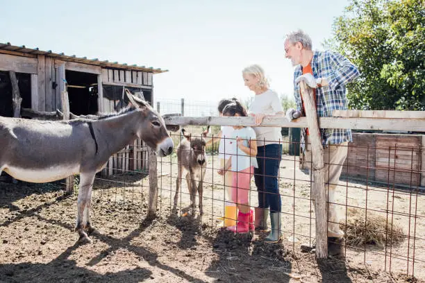 Photo of Two girls enjoying with donkeys on their grandparents farm