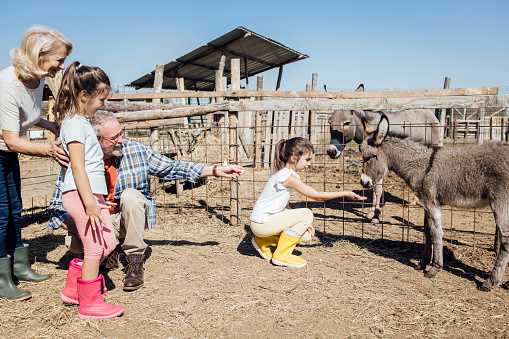 Two girls feeding donkeys and enjoying with grandparents on the ranch.