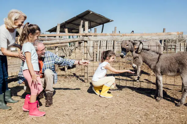 Photo of Little sisters and their grandparents feeding a little donkey on their farm