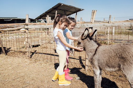 Two girls feeding donkeys and enjoying on the ranch.