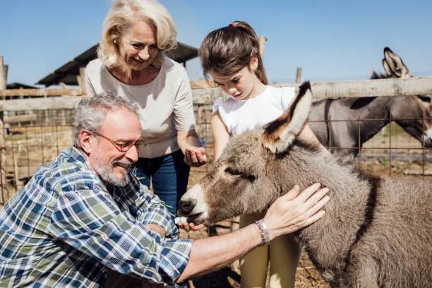 Photo of Two girls cuddling little donkey and enjoying with grandma on the farm