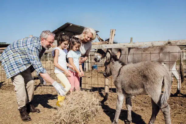 Photo of Two girls enjoying on the ranch and helping grandparents feeding donkeys