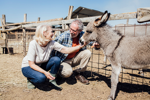 Senior couple cuddling a baby donkey and enjoying on their ranch.