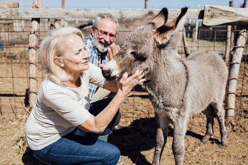 donkey in green field country mammal agriculture meadow