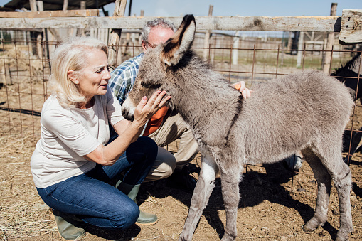 Senior couple feeding donkeys and enjoying on their ranch.