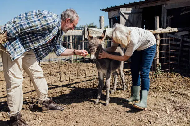 Photo of Happy senior couple cuddling a baby donkey on their farm