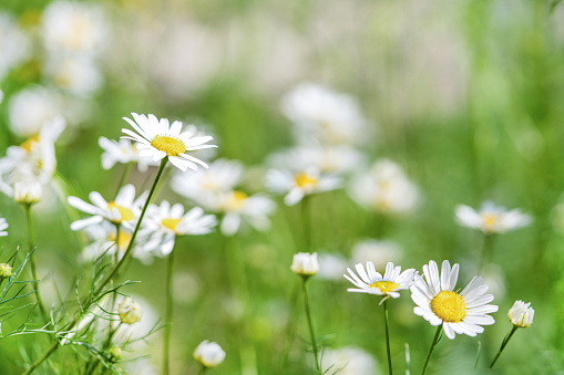 Blooming Flowers of Chamomile. Wild Chamomile In Summer Meadow.
