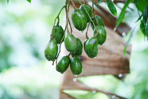 Elaeocarpus hygrophilus fruit with raindrops