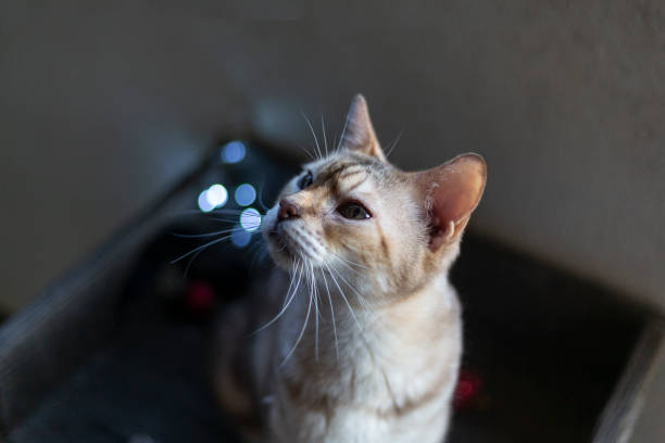 istock Cats with Christmas decorations 1425048108
