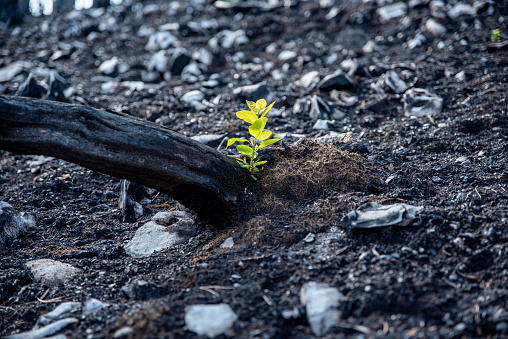 Seedling growing from the ash after wildfire
