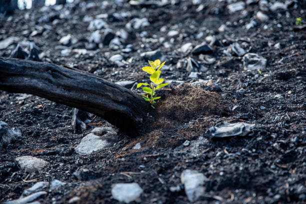 Seedling growing from the ash after wildfire stock photo