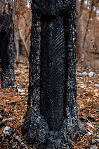 Burned bark from a forest fire
