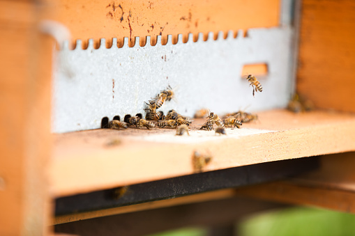 Beehive entrance