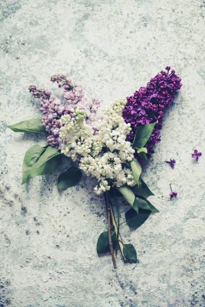 Beautiful spring flowers lilac on stone background. Syringa vulgaris. Happy Mother's Day greetings card. Spring concept. Top view.