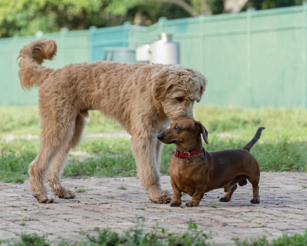 istock Brown hair poodle and dachshund greeting each other. 1425051585