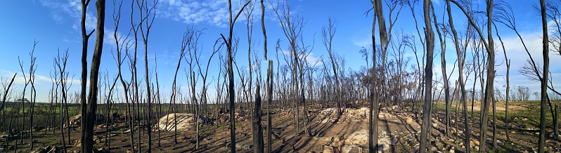Landscape image of a bushfire affected area