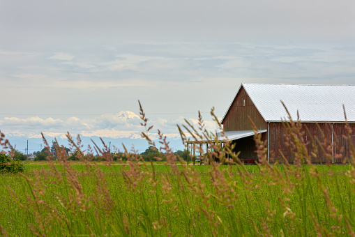 A cereal crop growing in New Zealand, with the Southern Alps looming in the background.