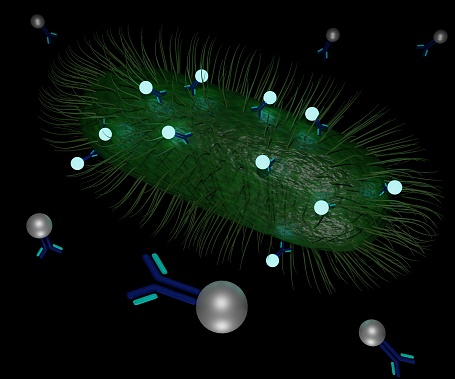 Fluorescent based Quantum Dot Immunoassay Nanosensors for Rapid and Sensitive Detection of bacteria