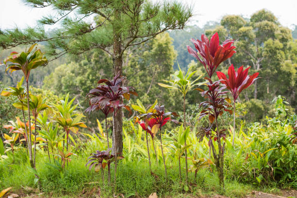 istock Tropical plants background in Hawaii 1425068109