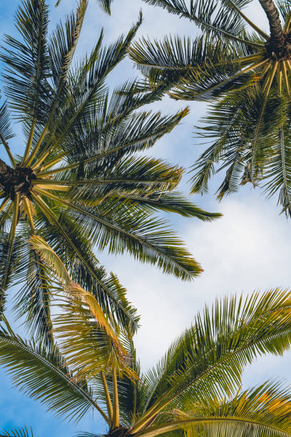 Bottom view of Palm trees in Hawaii