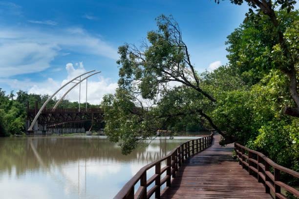 Red wooden bridge walkway leading straight out of the mangrove forest. Leaves and branches cover dense shade with river valley and ivory building. stock photo