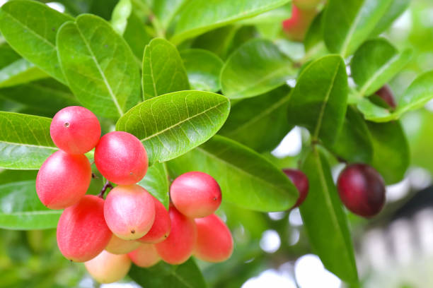 istock Carunda or Karonda fruit 1425068686