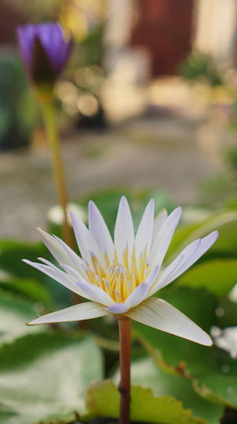 istock White Lotus at Garden 1425069371