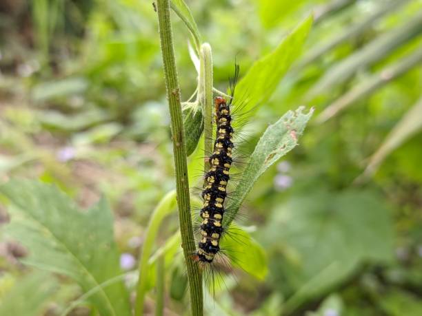istock caterpillars in the sintrong plant (Crassocephalum crepidioides) 1425080947