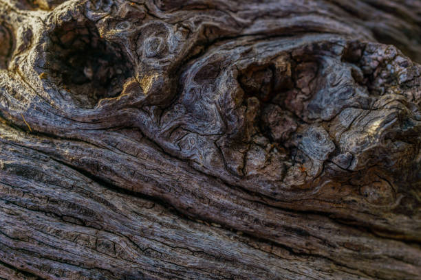 istock background detail of a dry tree trunk 1425081273