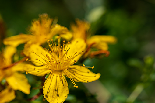 Bright yellow flowers of St. John's wort in May