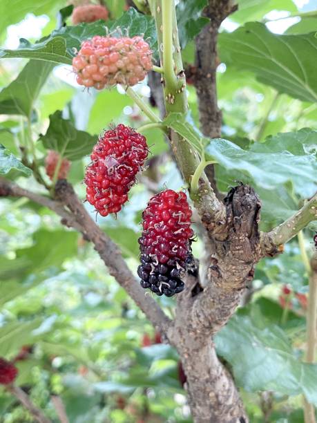 istock mulberry tree in nature garden 1425086887