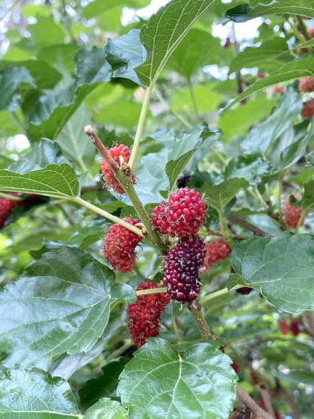 istock mulberry tree in nature garden 1425086989