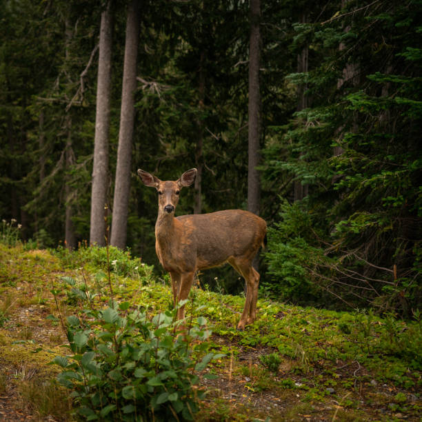 istock Blacktail deer in Mt Rainier National Park, Washington State 1425087306