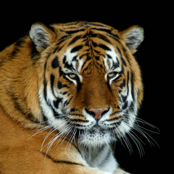 istock Angry big tiger isolated on black background 1425089867