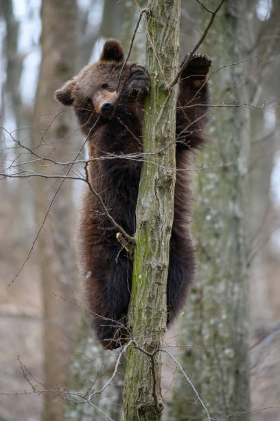 cachorro de oso pardo joven en el bosque en el árbol. animal en el hábitat natural - winnie the pooh fotografías e imágenes de stock