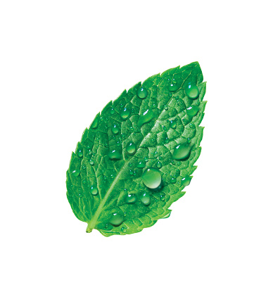 Mint leaf illustration isolated on white background, 3d illustration, 3d rendering, realism, photo realistic