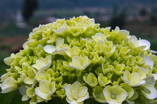 Annabelle hydrangea produces a ball of many small flowers.