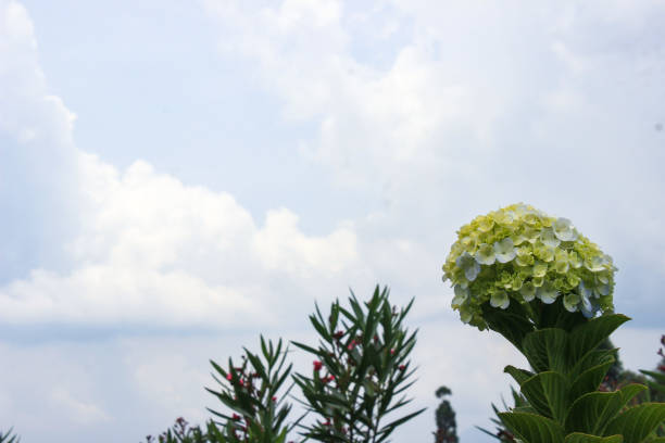 Beautiful Flower in the Garden. Bigleaf Hydrangea or Hydrangea Macrophylla, a Species of Hydrangeas. Nature and Sky Background