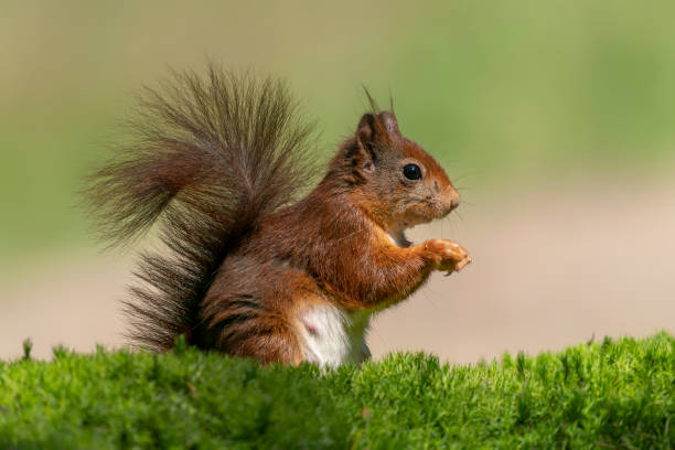 istock juvenile baby red squirrel (Sciurus vulgaris) eating a nut 1425093301