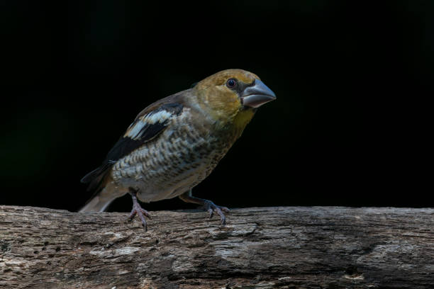 istock Beautiful juvenile Hawfinch (Coccothraustes coccothraustes) on a branch 1425093312