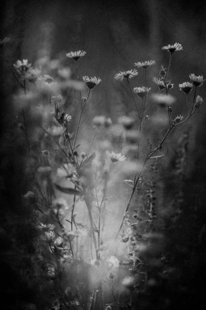 istock Wildflowers close-up 1425093758