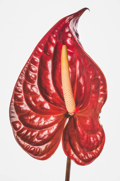 istock Anthurium - Flamingo Flower 1425093766