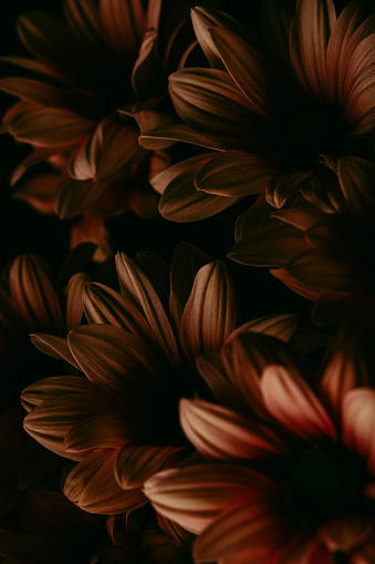Chrysanthemums on black backgrounds