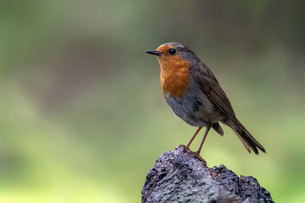 istock European Robin (Erithacus rubecula) on a branch 1425096330