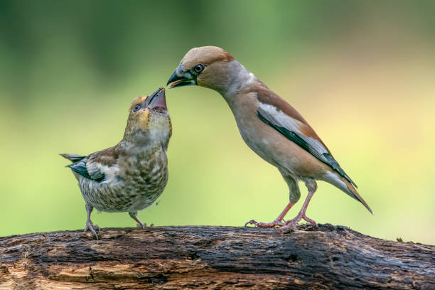 istock juvenile Hawfinch (Coccothraustes coccothraustes) on a branch 1425096340