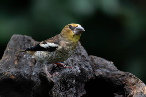 istock Beautiful juvenile Hawfinch (Coccothraustes coccothraustes) on a branch 1425096341