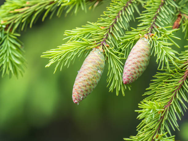 istock Young spruce cone with cured resin on a sunny morning in the forest. Copy space. Vertical image. 1425096383