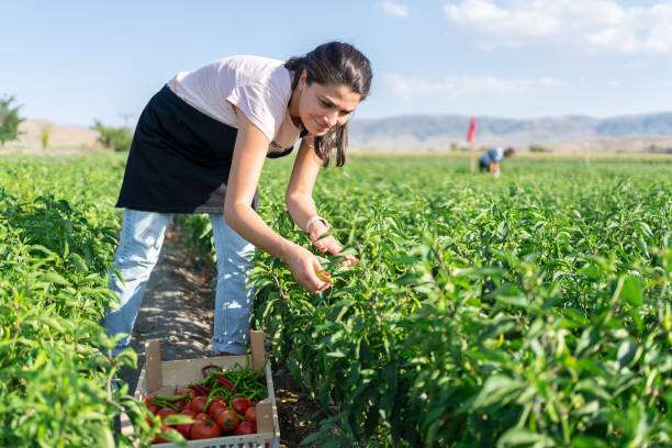istock Woman Picking Vegetables İnto The Crate 1425096817